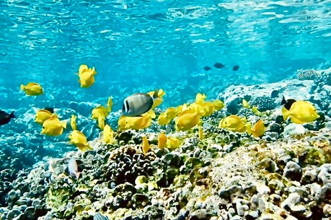 Dolphin Watching & Snorkel in the West Coast Line of Oahu - Lunch and Refreshments