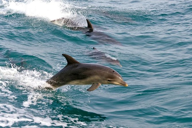 Dolphin Watching Sydney Tours Port Stephens Private Tour - Hotel Pickup/Drop Off