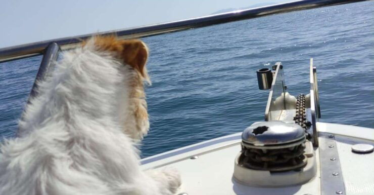 DOLPHIN WATCHING - Booking Information