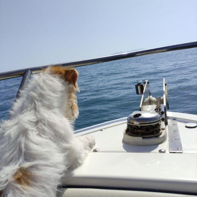 DOLPHIN WATCHING - Frequently Asked Questions