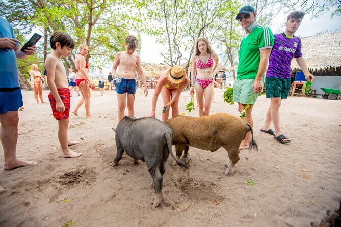 Dolphin Watching Tan and Pig Island Tour from Koh Samui - Final Thoughts