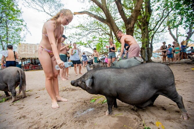 Dolphin Watching Tan and Pig Island Tour from Koh Samui - Practical Considerations