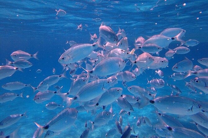 Dolphin Watching Tour With Snorkeling From Olbia - Pricing and Booking Details