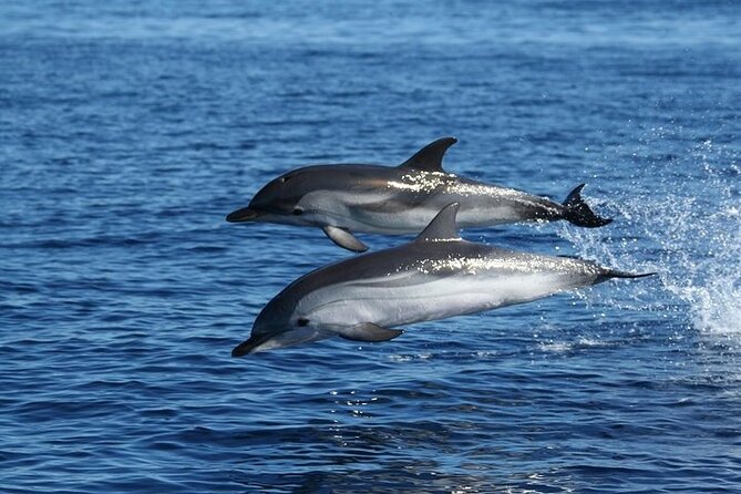 Dolphin Watching Tour With Snorkeling From Olbia - Traveler Reviews and Photos