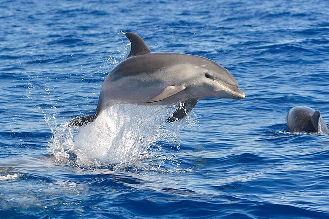 Dolphin Watching Tour With Snorkeling From Olbia - Common Questions