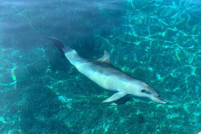 Dolphin Watching Tour With Snorkeling From Olbia - The Sum Up