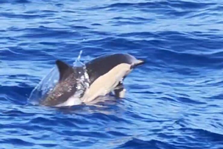 Dolphin & Whale Watching (3 Hours) - Activity Details