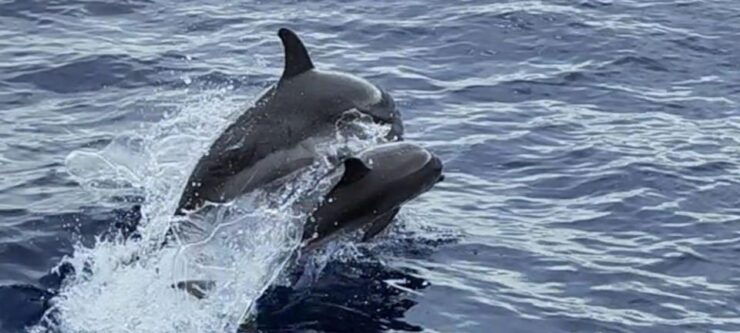 Dolphin & Whale Watching (3 Hours) - Booking Information