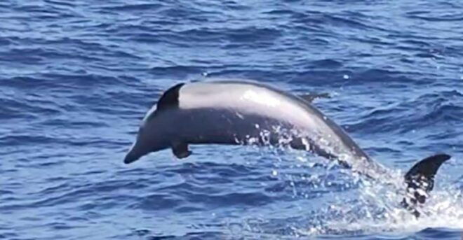 Dolphin & Whale Watching (3 Hours) - Experience Highlights