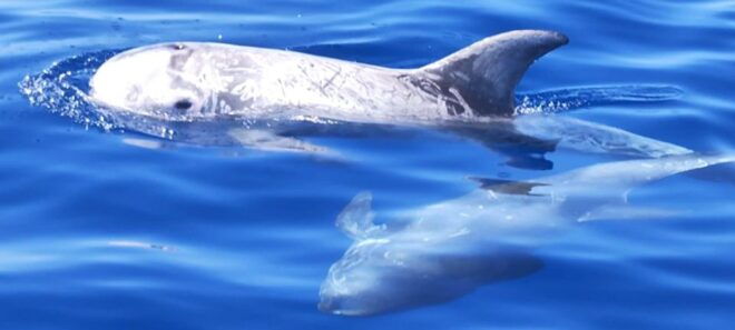 Dolphin & Whale Watching (3 Hours) - Additional Information