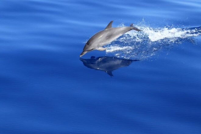 Dolphin & Whale Watching (3 Hours) - Frequently Asked Questions