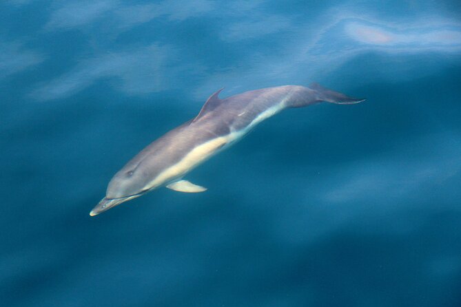 Dolphin & Whale Watching (4hrs) Blasket Island Landing (3hrs) - Meeting and Pickup