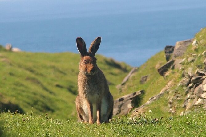 Dolphin & Whale Watching (4hrs) Blasket Island Landing (3hrs) - Start Time and End Point