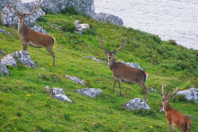 Dolphin & Whale Watching (4hrs) Blasket Island Landing (3hrs) - Blasket Island Landing