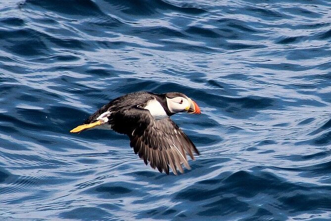 Dolphin & Whale Watching (4hrs) Blasket Island Landing (3hrs) - Cancellation Policy
