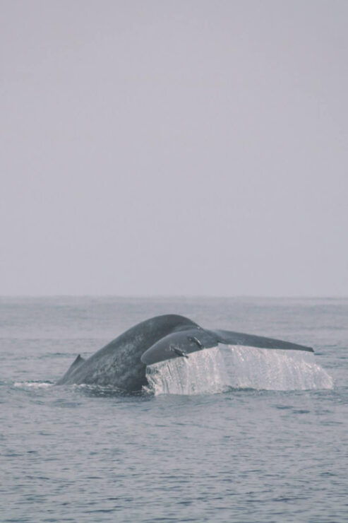 Dolphin & Whale Watching East Coast - Good To Know