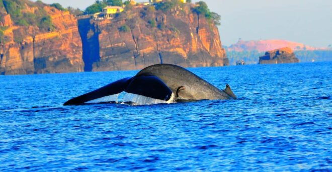 Dolphin & Whale Watching East Coast - Itinerary Details