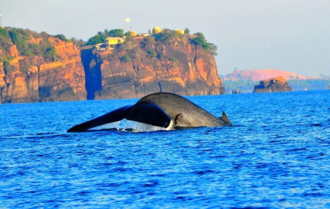 Dolphin & Whale Watching East Coast - What to Bring