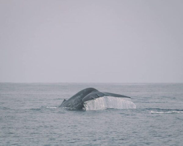 Dolphin & Whale Watching East Coast - Booking Information