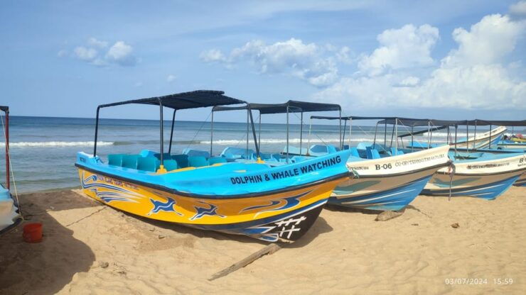 Dolphin & Whale Watching Reservations Advance - Good To Know