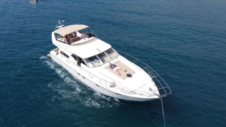 Dolphin & Whale Watching With Luxury Yacht - Activity Details