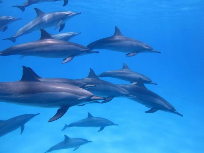 Dolphin & Whale Watching With Luxury Yacht - Customer Reviews