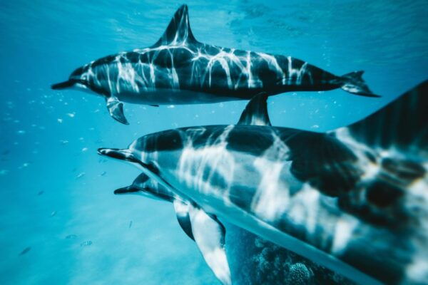 Dolphin & Whale Watching With Luxury Yacht - Highlights and Inclusions