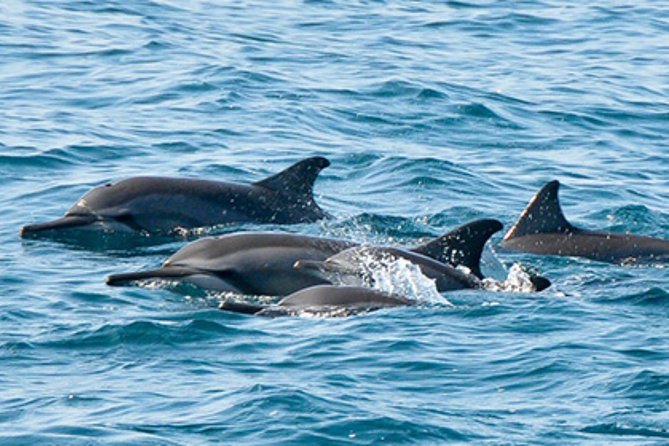 Dolphins and Jozani National Park Private Tour in Zanzibar - Pricing Details
