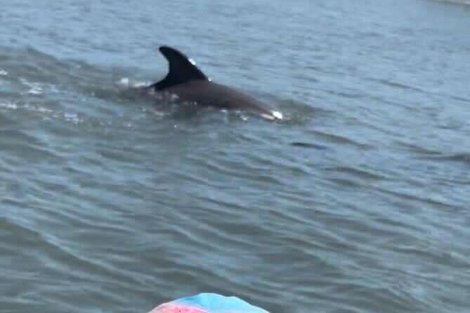 Dolphins and Wildlife Ecotour - Good To Know