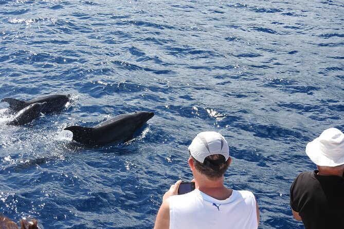 Dolphins, Coral Reefs, Caribbean Coast - Exploring Coral Reefs