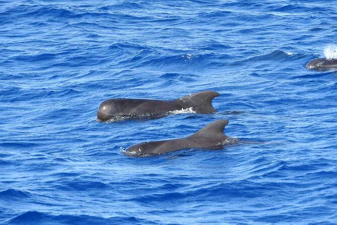 Dolphins, Coral Reefs, Caribbean Coast - The Beauty of Pointe Du Bout