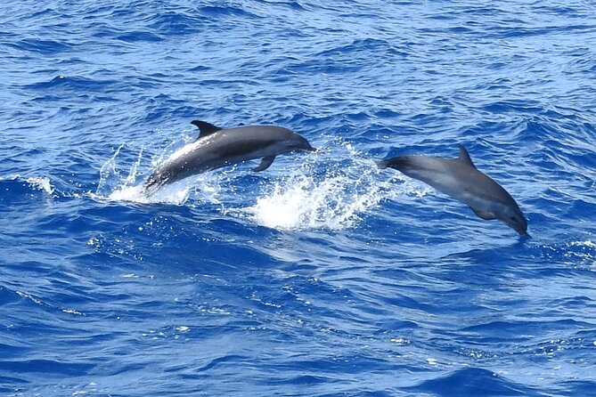 Dolphins, Coral Reefs, Caribbean Coast - Pricing and Booking Details