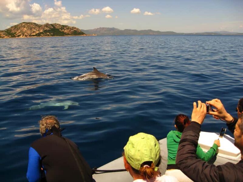 Dolphins: Dolphin Watching Tour and Capo Figari by Raft - Good To Know