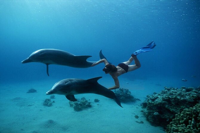 Dolphins House Snorkeling Tour Hurghada - Good To Know