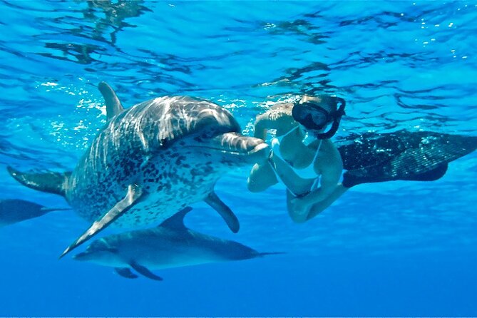 Dolphins House Snorkeling Tour Hurghada - Transfers and Pickup