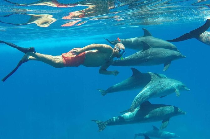 Dolphins House Snorkeling Tour Hurghada - Pricing and Guarantee