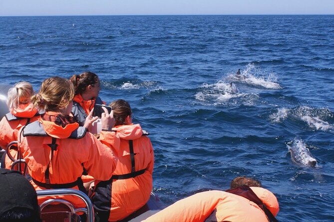 Dolphins Watching - Success Rate and Conservation Facts
