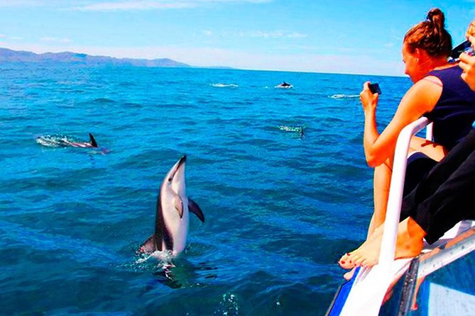 Dolphins Watching in the National Park Brijuni From Pula - Reviews