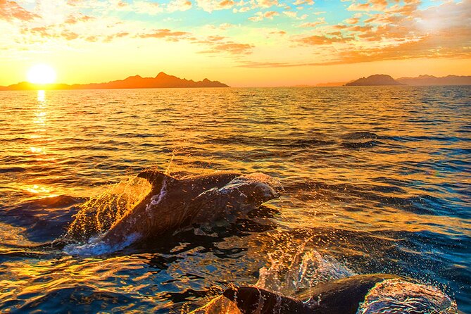 Dolphins Watching in the National Park Brijuni From Pula - Customer Experiences