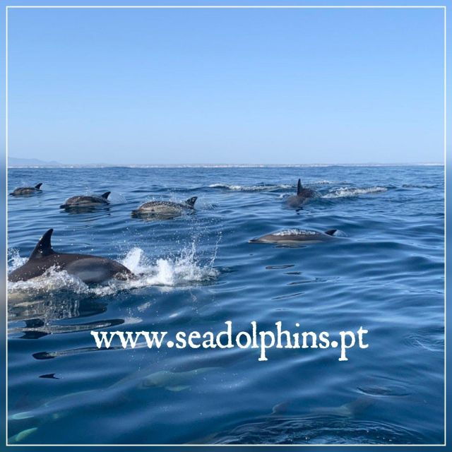 Dolphins Watching - Portimão - Location and Pricing