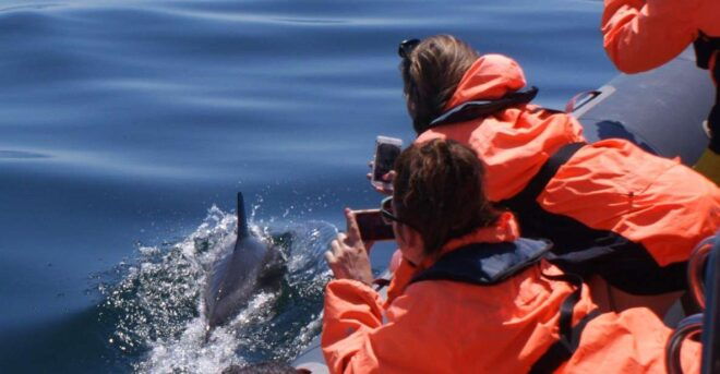 Dolphins Watching - Portimão - Accessibility and Highlights