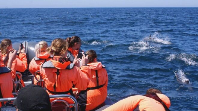 Dolphins Watching - Portimão - Experience Description