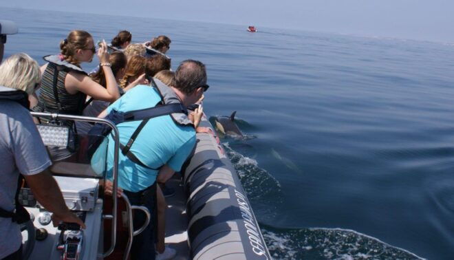 Dolphins Watching - Portimão - Inclusions and Exclusions