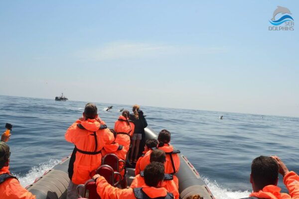 Dolphins Watching - Portimão - Frequently Asked Questions
