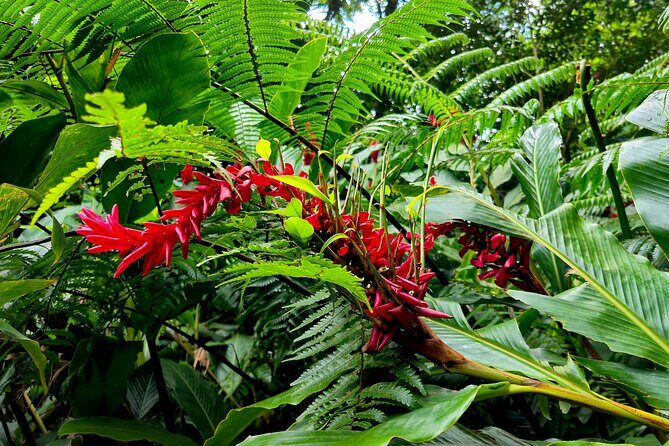 Dominica Adventure Hiking, Swimming, and Hot Springs Tour - Exploring Morne Trois Pitons National Park & Freshwater Lake