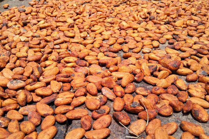 Dominica Chocolate Factory Tour and Taste - Tour Overview