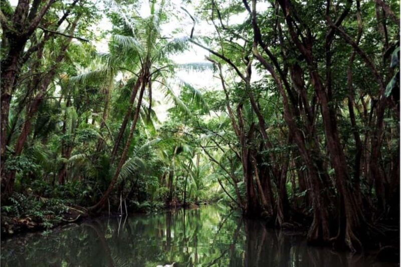 Dominica: Indian River Discovery & Beach Stop Tour - Good To Know