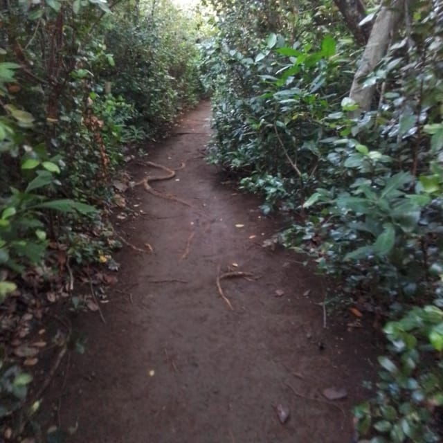 Dominica: Indian Village, Hidden Gems & British Battle Fort. - Exclusions