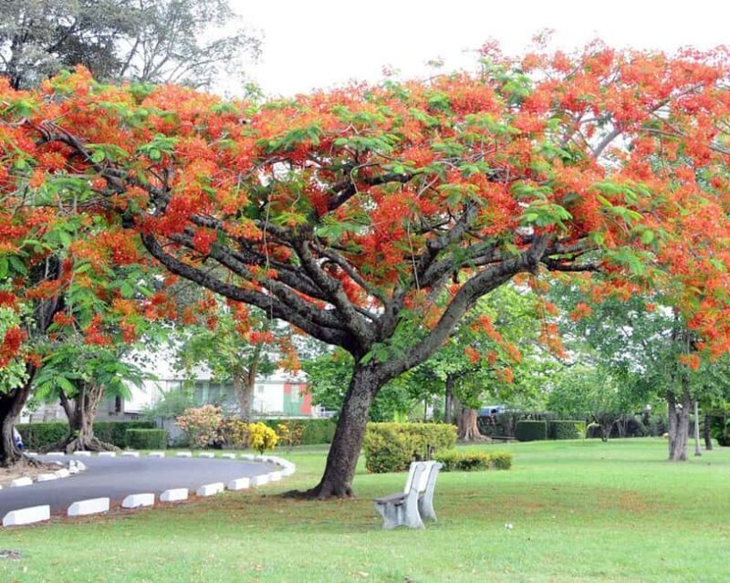 Dominica: Safari Scenic Tour with Karaoke - Starting with the City and the Rainforest