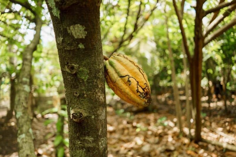 Dominican Culture & Buggy Family Adventure from Punta Cana - Good To Know